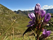 21 Genzianella germanica (Gentianella rhaetica o forse anisodonta) con vista verso la 'refgione' del San Marco